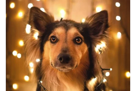 Γιατί να ΜΗΝ πάρω δώρο έναν σκύλο για τα Χριστούγεννα;