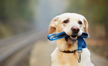 Βόλτα με τον σκύλο ΠΑΝΤΑ με λουρί. 10 λόγοι