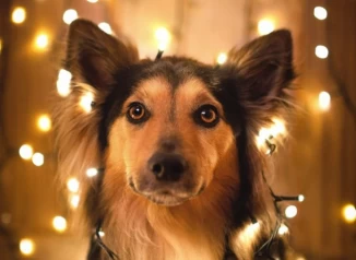 Γιατί να ΜΗΝ πάρω δώρο έναν σκύλο για τα Χριστούγεννα;